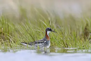 Red-necked Phalarope (Phalaropus lobatus) adult female, breeding plumage, amongst aquatic vegetation, Varanger, Norway, may
