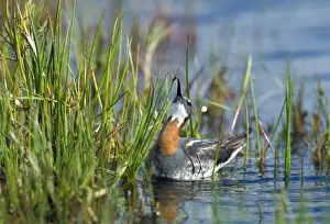 Red-necked Phalarope (Phalaropus lobatus) adult female, feeding on fly, Loch Funzie, Fetlar, Shetland Islands, Scotland, june