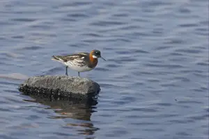 Red-necked Phalarope (Phalaropus lobatus) adult female, watching insects in flight, walking on rock in water, Loch Funzie, Fetlar, Shetland Islands, Scotland