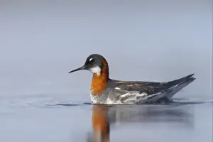 Red-necked Phalarope (Phalaropus lobatus) adult female, swimming, Loch Funzie, Fetlar, Shetland Islands, Scotland