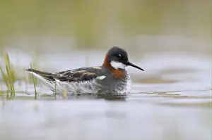 Red-necked Phalarope (Phalaropus lobatus) adult female, breeding plumage, resting on water, Varanger, Norway, may