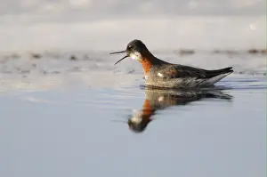 Red-necked Phalarope (Phalaropus lobatus) adult female, breeding plumage, calling, swimming in lake, Varanger, Norway, may
