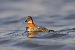 Red-necked Phalarope (Phalaropus lobatus) adult female, breeding plumage, swimming, Iceland, June