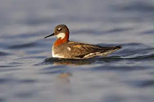 Red-necked Phalarope (Phalaropus lobatus) adult female, breeding plumage, swimming, Iceland, June