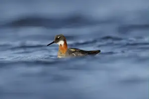 Red-necked Phalarope (Phalaropus lobatus) adult female, breeding plumage, swimming, Iceland, June