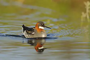 Red-necked Phalarope (Phalaropus lobatus) adult female, breeding plumage, swimming, Iceland, June