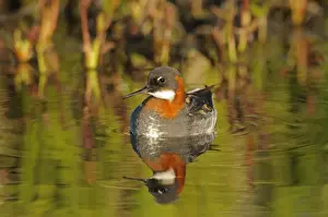 Red-necked Phalarope (Phalaropus lobatus) adult female, breeding plumage, swimming, Iceland, June