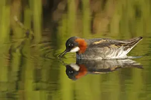 Red-necked Phalarope (Phalaropus lobatus) adult female, breeding plumage, feeding at surface of water, Iceland, June
