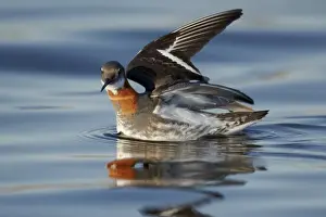 Red-necked Phalarope (Phalaropus lobatus) adult female, breeding plumage, with wings open, swimming, Nunavut, Canada