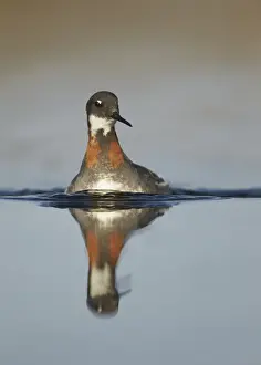 Red-necked Phalarope (Phalaropus lobatus) adult female, breeding plumage, swimming with reflection, Lake Myvatn
