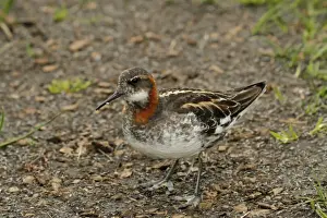 Waders Prints: Red-necked Phalarope (Phalaropus lobatus) adult male