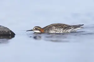Red-necked Phalarope (Phalaropus lobatus) adult male, swimming, hunting insects on rocks, Loch Funzie, Fetlar, Shetland Islands, Scotland