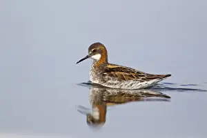 Red-necked Phalarope (Phalaropus lobatus) adult male, breeding plumage, swimming, Lake Myvatn, Iceland, May
