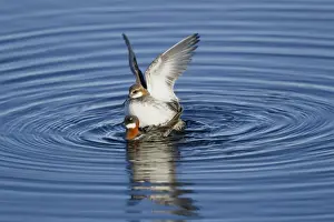Red-necked Phalarope (Phalaropus lobatus) adult pair, breeding plumage, mating on lake, Lake Myvatn, Iceland, June
