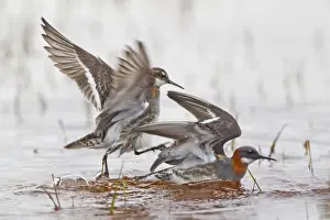 Red-necked Phalarope (Phalaropus lobatus) adult pair, breeding plumage, male attempting to mount female on water
