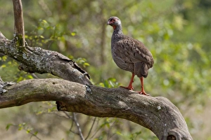Spurfowl Prints: Red-necked Spurfowl (Francolinus afer) adult, standing in tree, Lake Mburo N. P. Uganda
