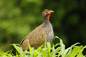 Red Necked Prints: Red-necked Spurfowl (Pternistis afer) adult, amongst vegetation, Ruaha N. P. Tanzania