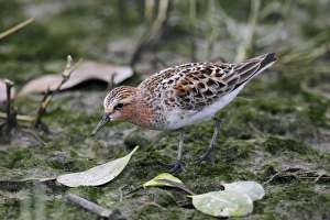 South China Sea Prints: Red-necked Stint (Calidris ruficollis) adult
