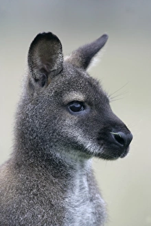 Australia Prints: Red-necked Wallaby (Macropus rufogriseus) adult, close-up of head