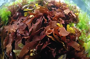 Fronds Prints: Red Rags Seaweed (Dilsea carnosa) fronds underwater