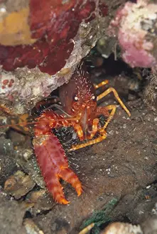 Sheltering Prints: Red Reef Lobster (Enoplometopus occidentalis) adult