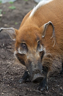 Pigs Prints: Red River Hog (Potamochoerus porcus) adult, close-up of head (captive)