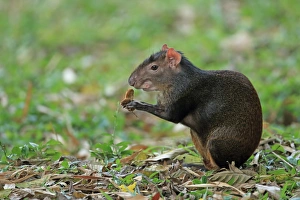 Red-rumped Agouti (Dasyprocta leporina) adult, feeding, sitting on leaf litter, Trinidad and Tobago, March