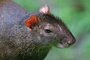 Rodent Prints: Red-rumped Agouti (Dasyprocta leporina) adult