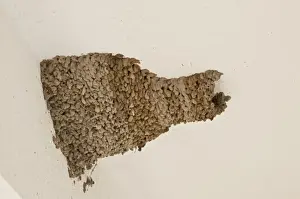 Southeastern Europe Prints: Red-rumped Swallow (Cecropis daurica) mud nest on house, Bulgaria, June