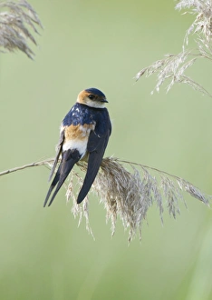 Lesbos Prints: Red-rumped Swallow (Hirundo daurica) adult, perched on reed seedhead, Lesvos, Greece, may