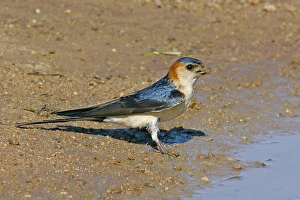 Red-rumped Swallow (Hirundo daurica) adult, collecting mud for nesting material, Baracina, Portalegre District, Alentejo, Portugal, april