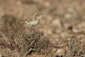 Wheatear Prints: Red-rumped Wheatear (Oenanthe moesta) adult female