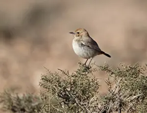 Red-rumped Wheatear (Oenanthe moesta) adult female, perched on bush, Boulmane Dades, Morocco, february