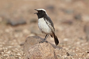 Red-rumped Wheatear (Oenanthe moesta) adult male, singing, standing on rock, Boulmane Dades, Morocco, february