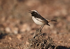 Red-rumped Wheatear (Oenanthe moesta) adult male, singing, perched on bush, Boulmane Dades, Morocco, february