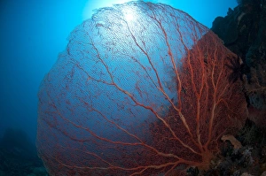 Corals Prints: Red Sea-fan (Subergorgia mollis) on reef, Komba Island, Lesser Sunda Islands, Indonesia