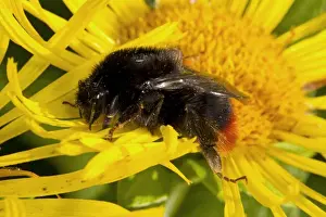Red-shanked Carder Bumblebee (Bombus ruderarius) queen, on sunflower flower in garden, Powys, Wales, August