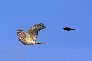Defence Prints: Red-shouldered Hawk (Buteo lineatus) juvenile