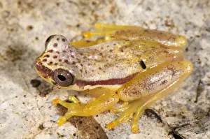 Tree Frog Prints: Red-skirted Treefrog (Dendropsophus rhodopeplus) adult male