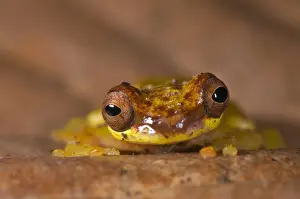 Red-skirted Treefrog (Dendropsophus rhodopeplus) adult male, in nocturnal colour phase, sitting on leaf litter, Los Amigos Biological Station, Madre de Dios, Amazonia, Peru