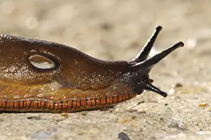 Mollusc Prints: Red Slug (Arion rufus) adult, close-up of head showing pneumostome (breathing hole)