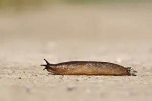 Mollusc Prints: Red Slug (Arion rufus) adult, crossing concrete roadway