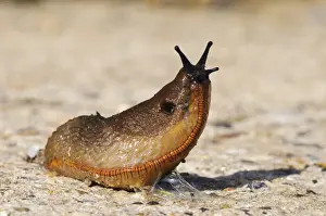 Mollusc Prints: Red Slug (Arion rufus) adult, lifting head whilst crossing concrete roadway