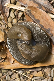 Red Slug (Arion rufus) adult pair, mating amongst fallen leaves, Sheffield, South Yorkshire, England, August