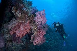 Cameras Prints: Red Soft Glomerate Tree Coral (Dendronephthya sp)