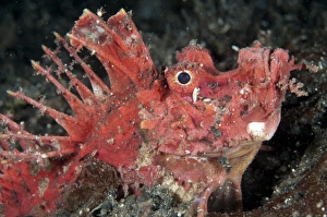 Muck Prints: Red Spiny Devilfish (Inimicus didactylus) adult