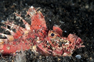 Red Spiny Devilfish (Inimicus didactylus) adult, buried in black sand with spines erect, Lembeh Straits, Sulawesi