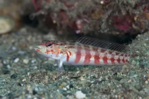 Red-spotted Sandperch (Parapercis schauinslandi) adult, Blue Water Muck dive site, Uhak River, Wetar Island, Barat Daya Islands, Lesser Sunda Islands, Maluku Province, Indonesia