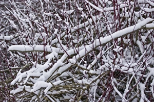 Twig Prints: Red-stemmed Dogwood (Cornus alba) Sibirica