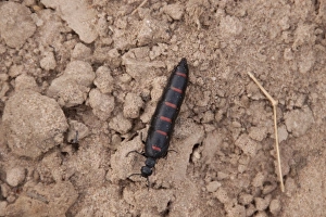 Red-striped Oil Beetle Meloe majalis
